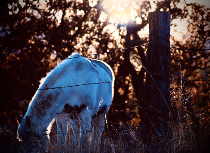 Photograph of a horse grazing under trees during autumn 
